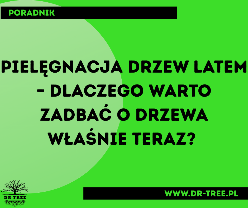 Read more about the article Pielęgnacja drzew latem – dlaczego warto zadbać o drzewa właśnie teraz?