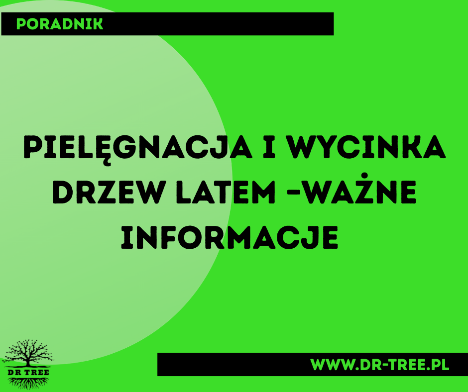 Read more about the article Pielęgnacja i wycinka drzew latem – Kraków, Wieliczka i okolice