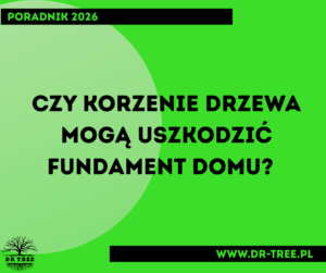 Czy korzenie drzewa mogą uszkodzić fundament domu? Poradnik arborysty DR TREE