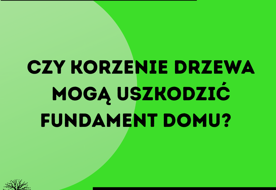 Czy korzenie drzewa mogą uszkodzić fundament domu? Poradnik arborysty DR TREE