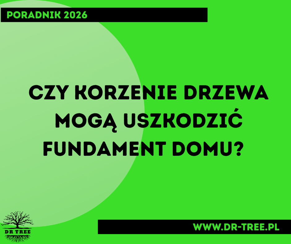 Czy korzenie drzewa mogą uszkodzić fundament domu? Poradnik arborysty DR TREE