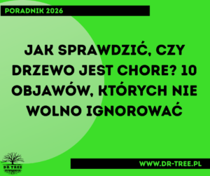 Jak sprawdzić, czy drzewo jest chore – najczęstsze objawy chorego drzewa