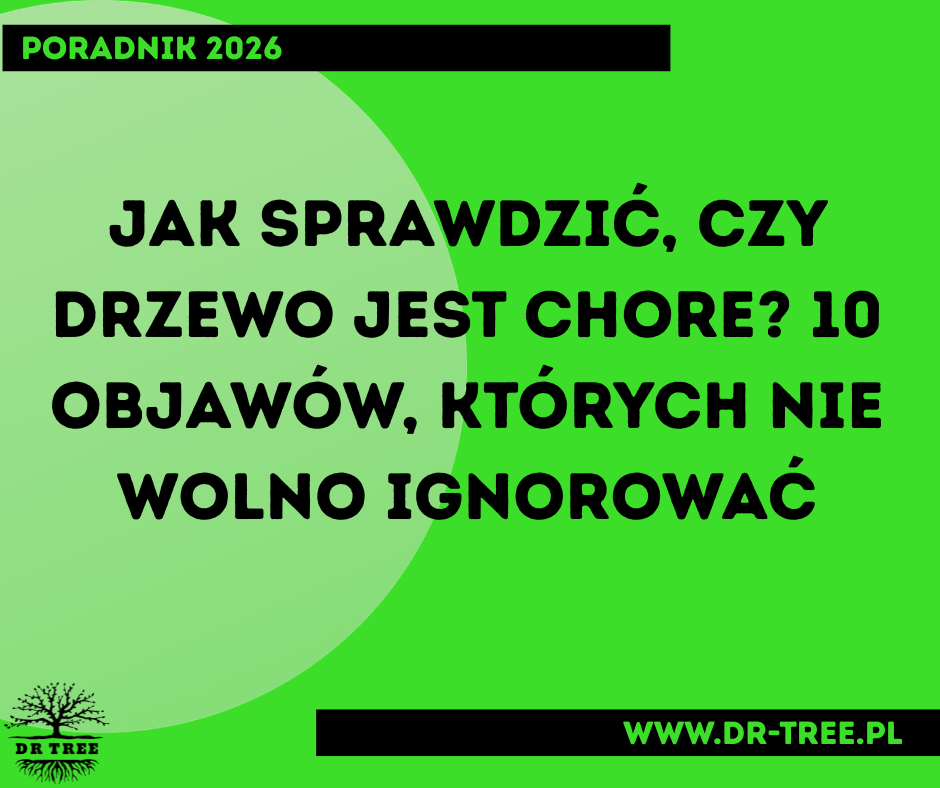 Jak sprawdzić, czy drzewo jest chore – najczęstsze objawy chorego drzewa